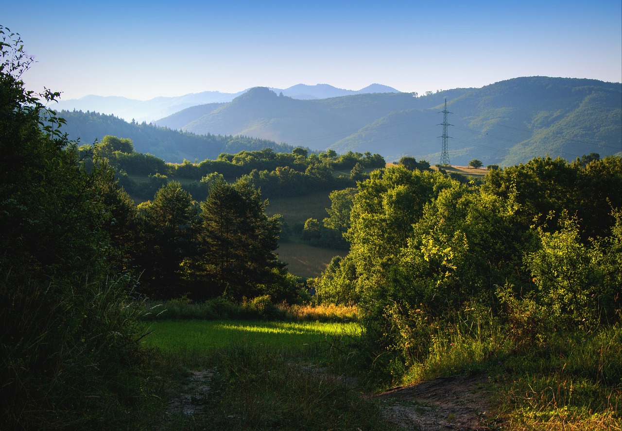 summer morning sun forest free photo