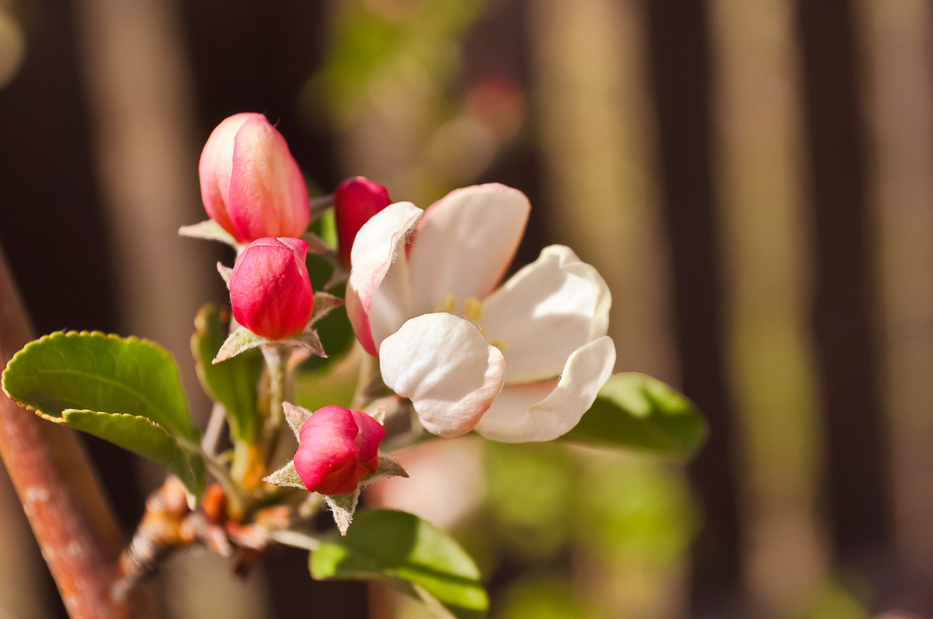 flowers apple trees summer flowering free photo