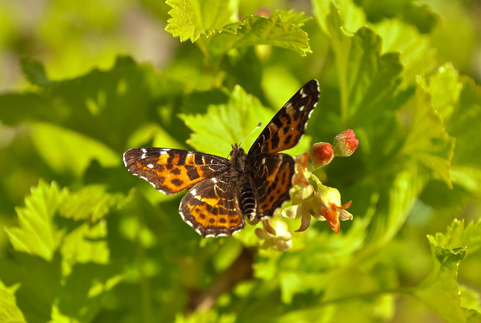 butterfly insect wings free photo