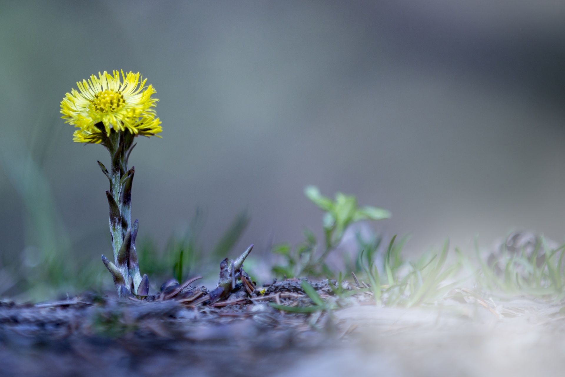 nature plant spring free photo