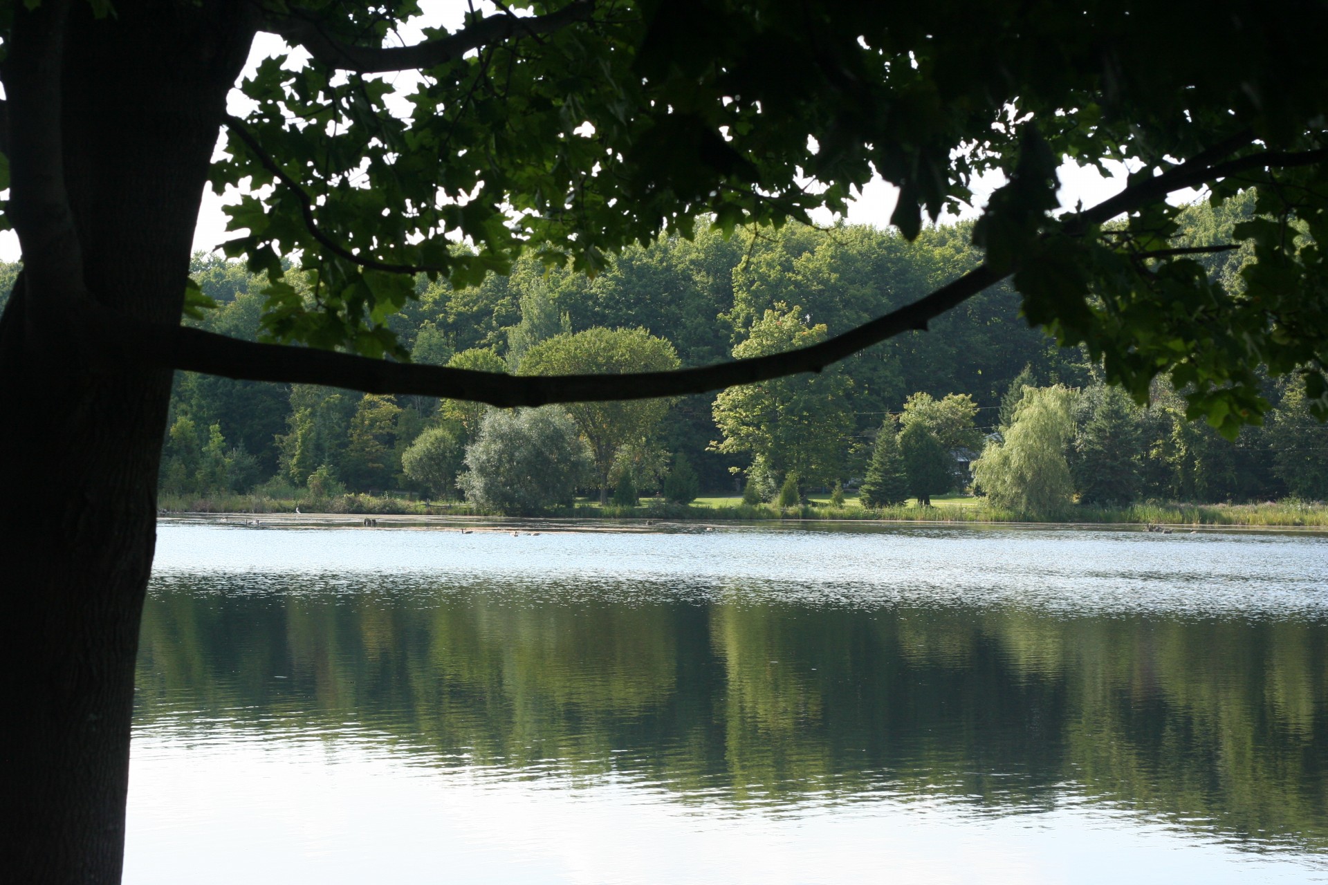 pond water summer free photo