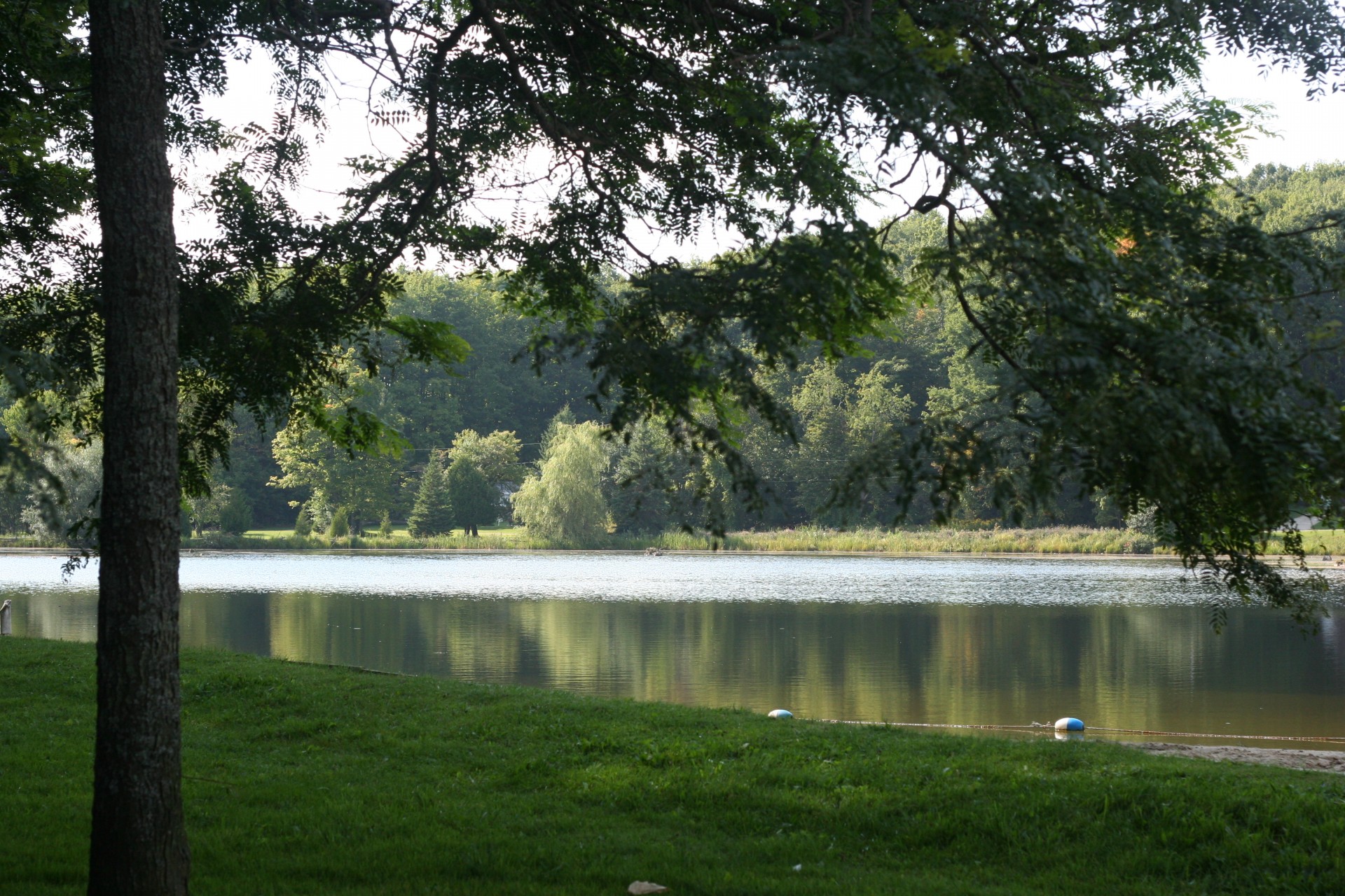 pond water summer free photo