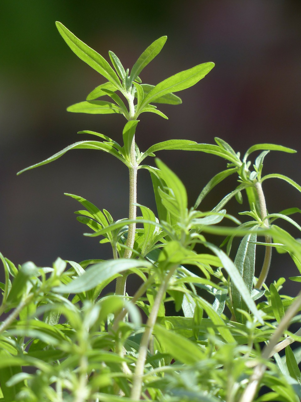 summer savory kitchen herb herb free photo