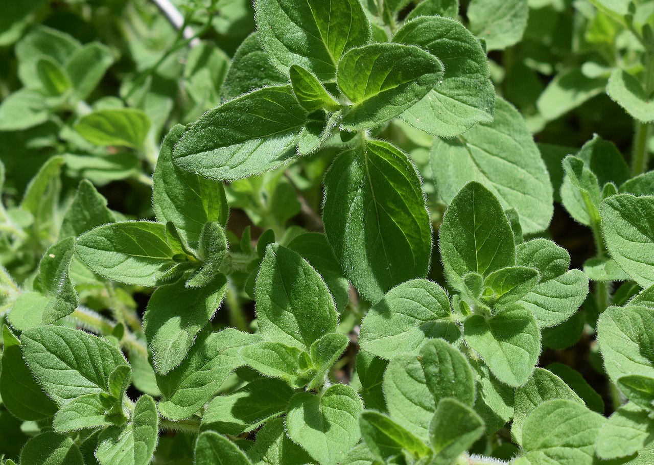 summer savory herb plant free photo