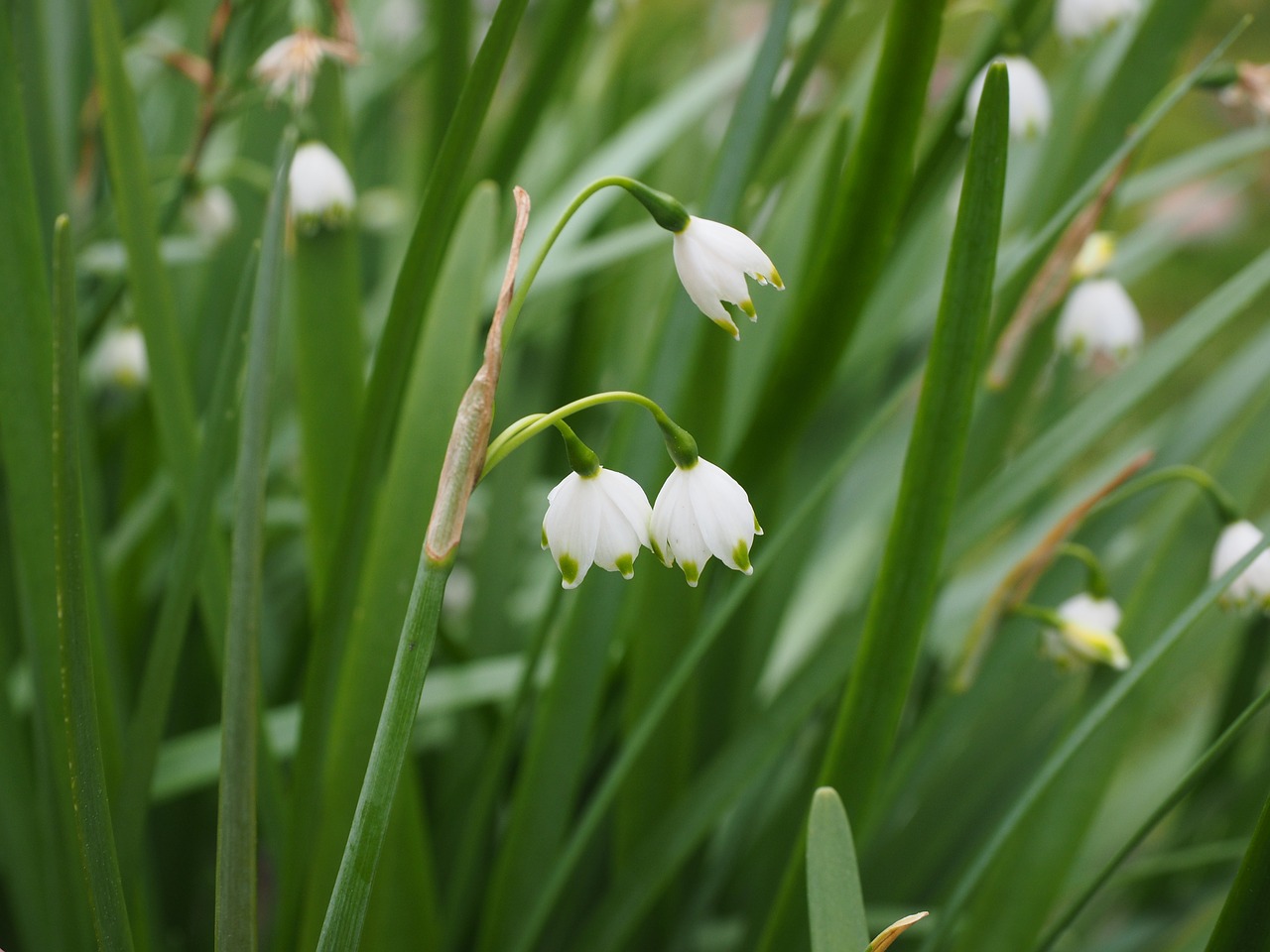 summer snowflake flowers white free photo