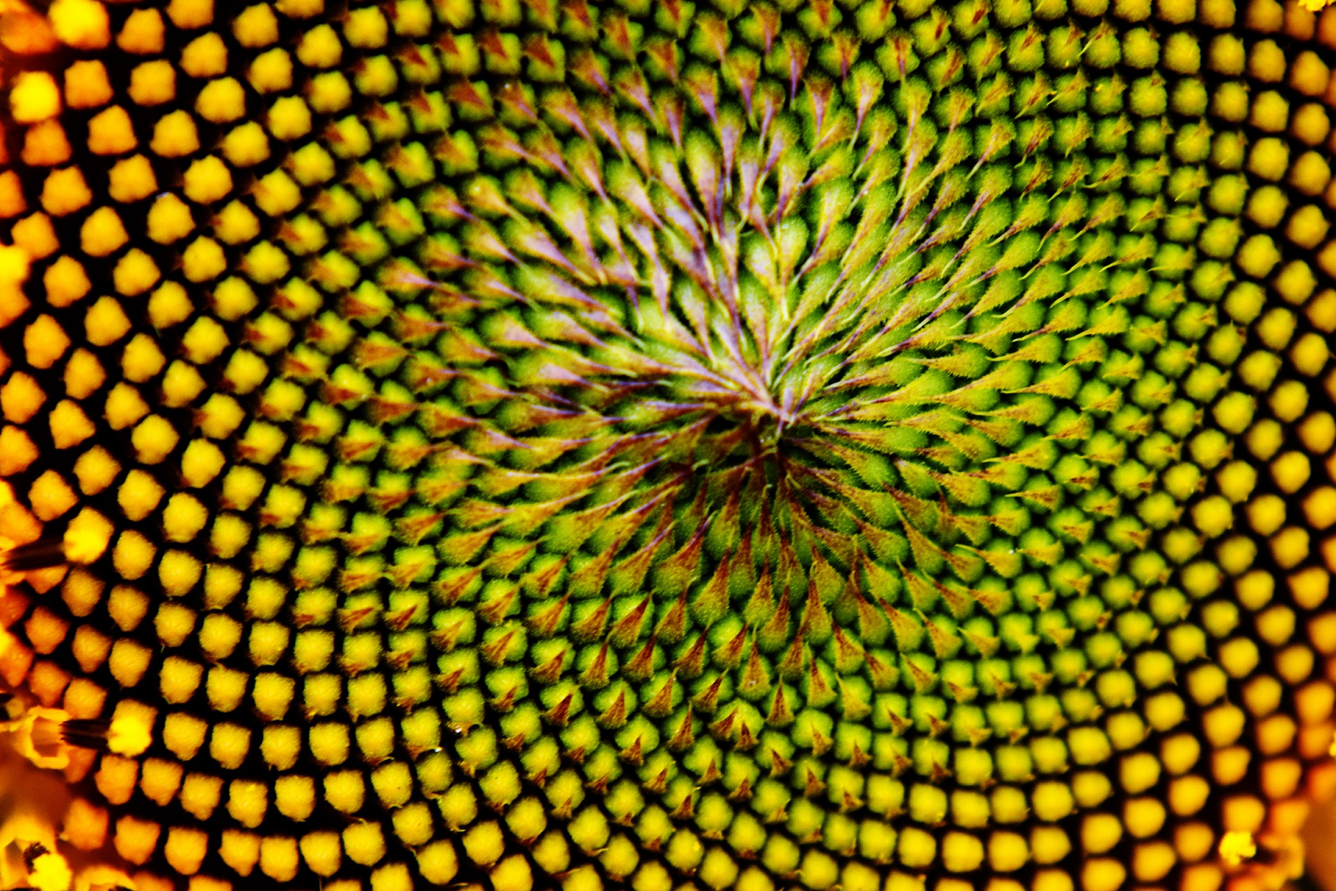 sunflower nature pistil free photo