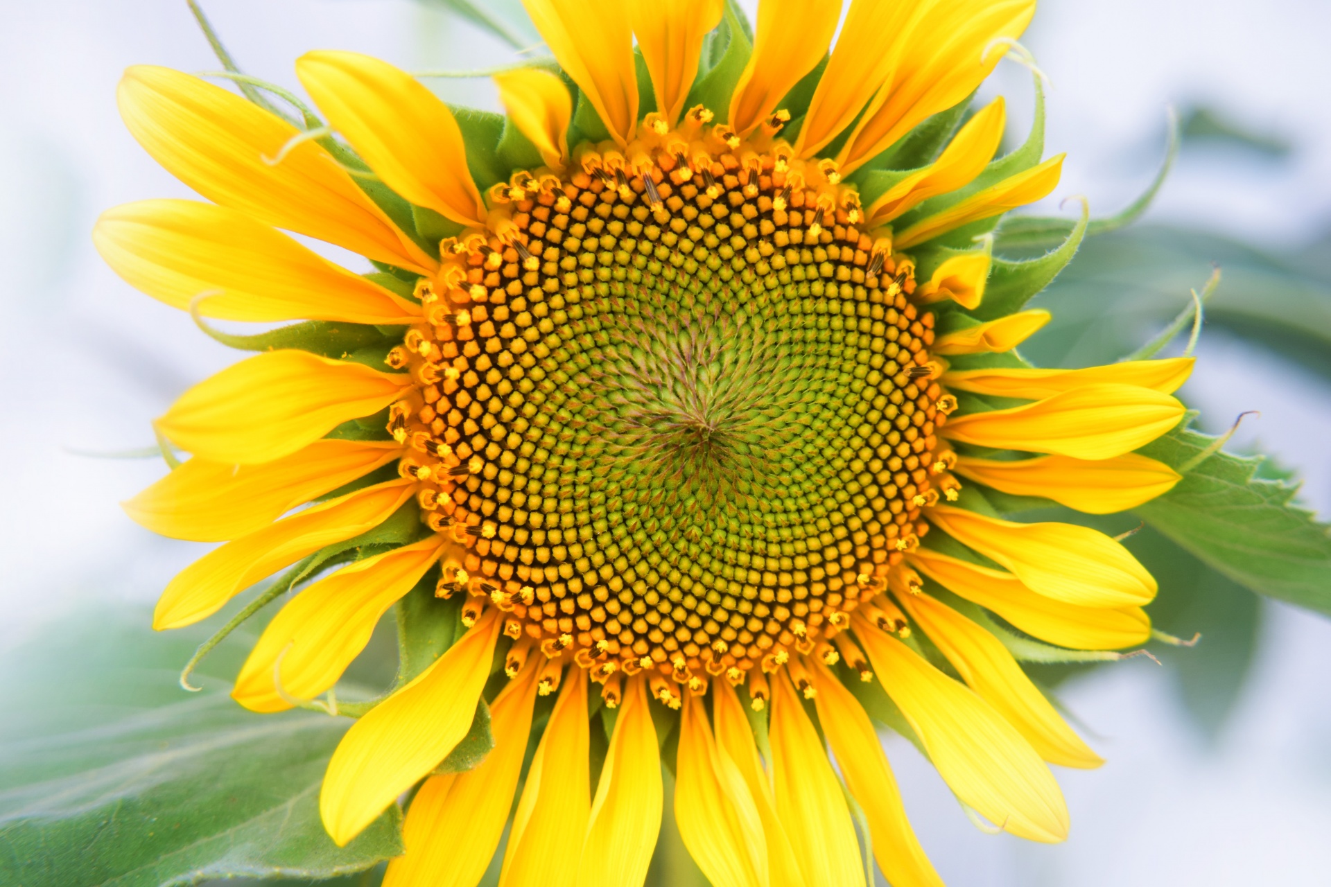 sunflower flower nature free photo