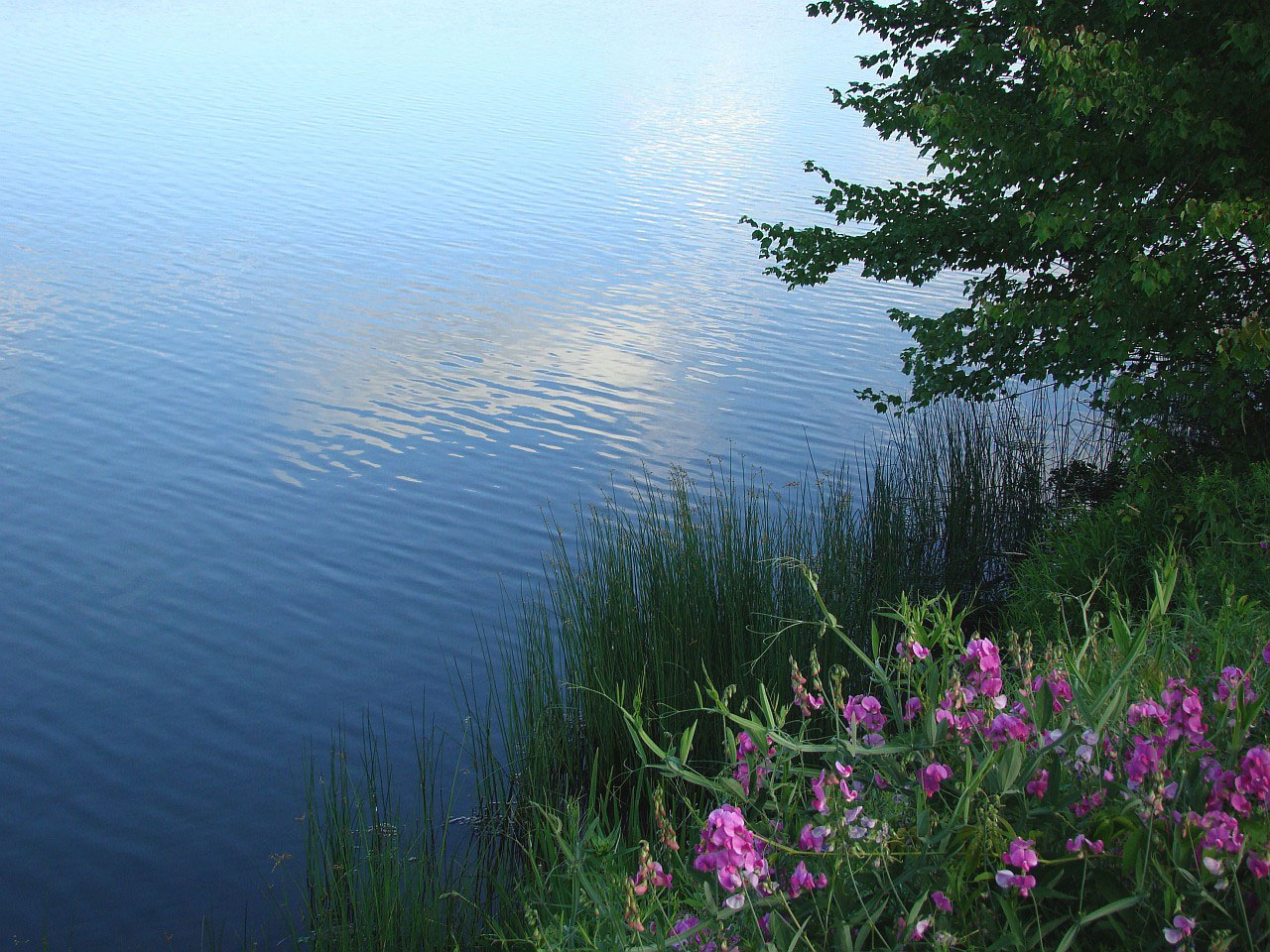 flower water lake free photo