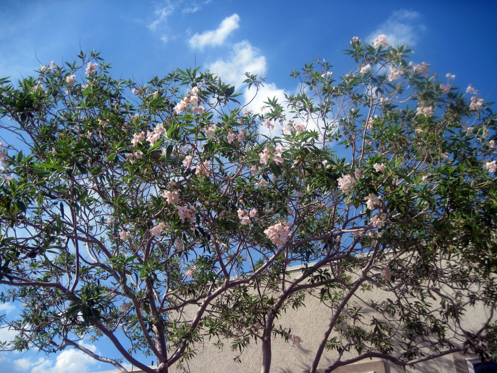 summer tree blossoms free photo