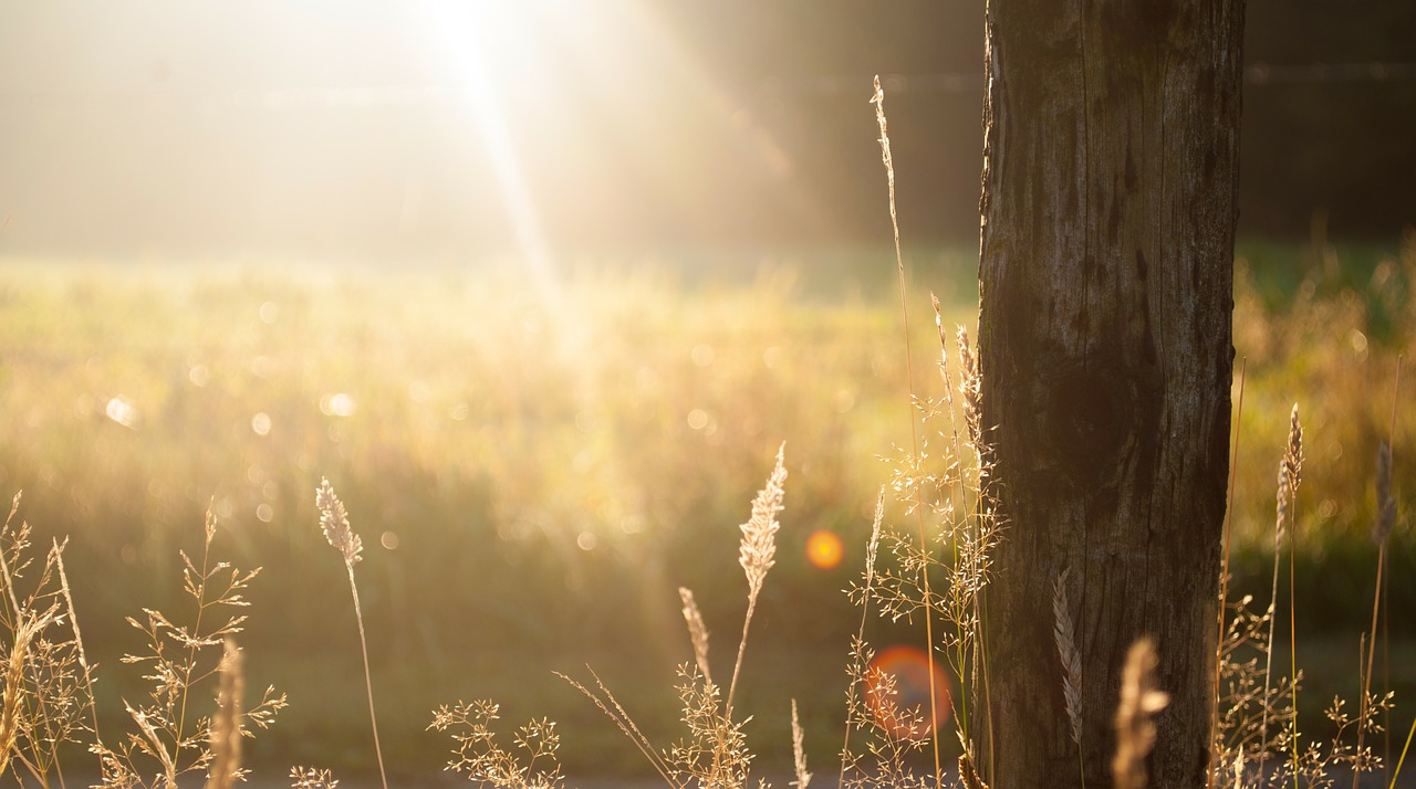 summerfield summer tree free photo