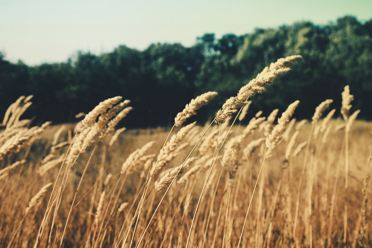 summerfield grass field free photo