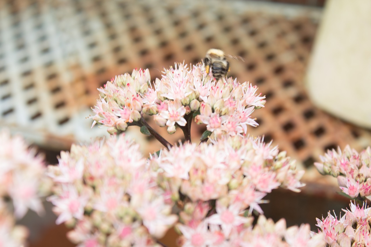 summers day bee bee pollinating flowers free photo