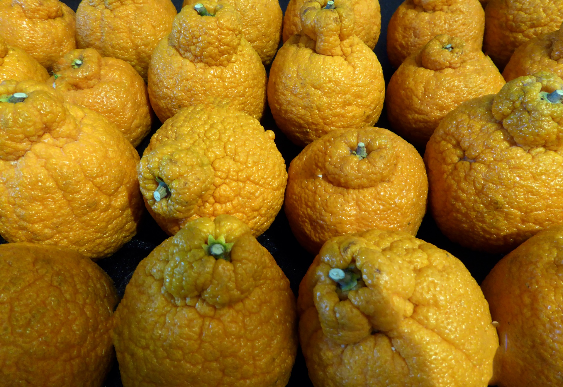 sumo mandarin fruit fruits free photo