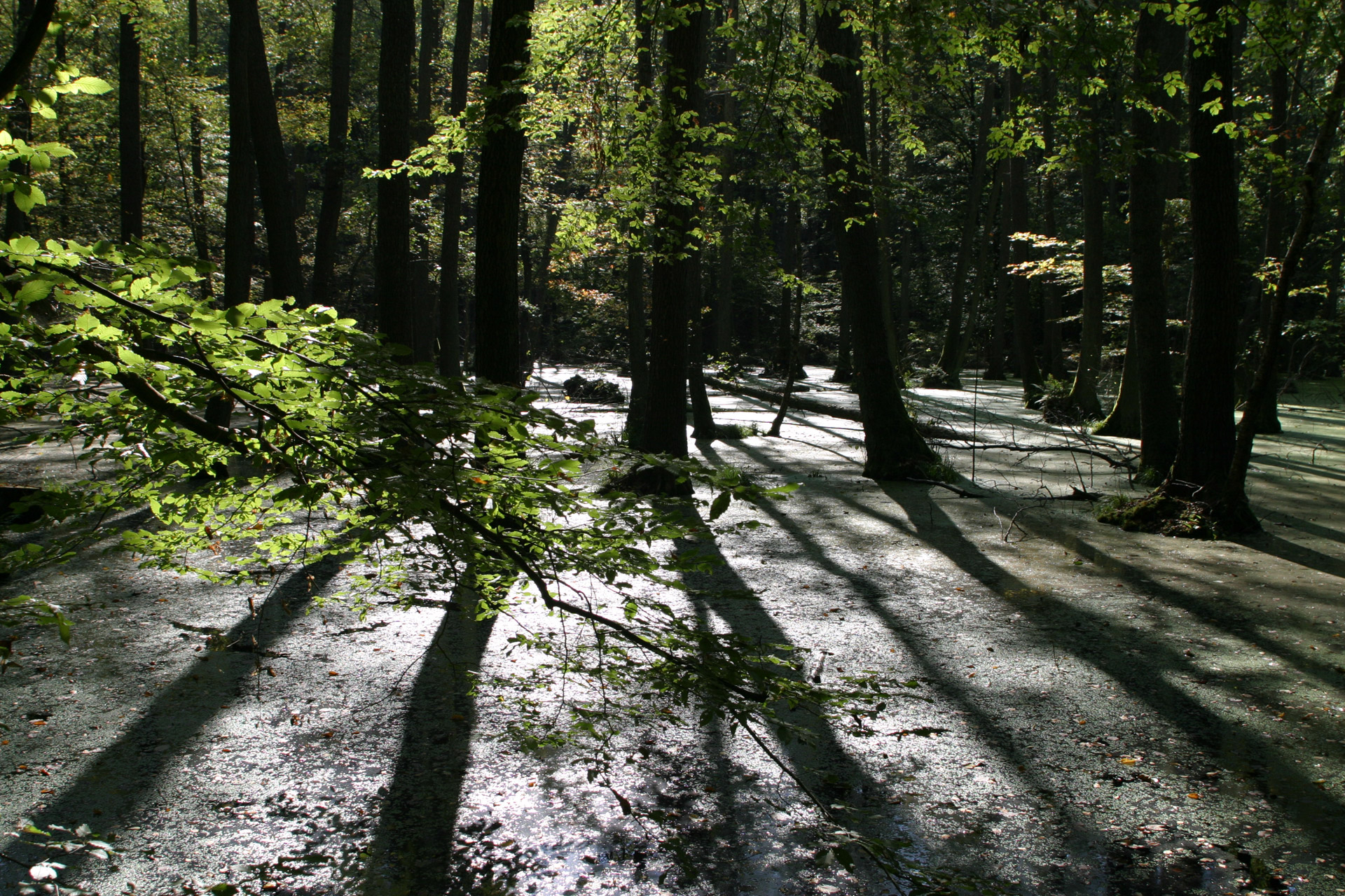 forest swamp backlight free photo