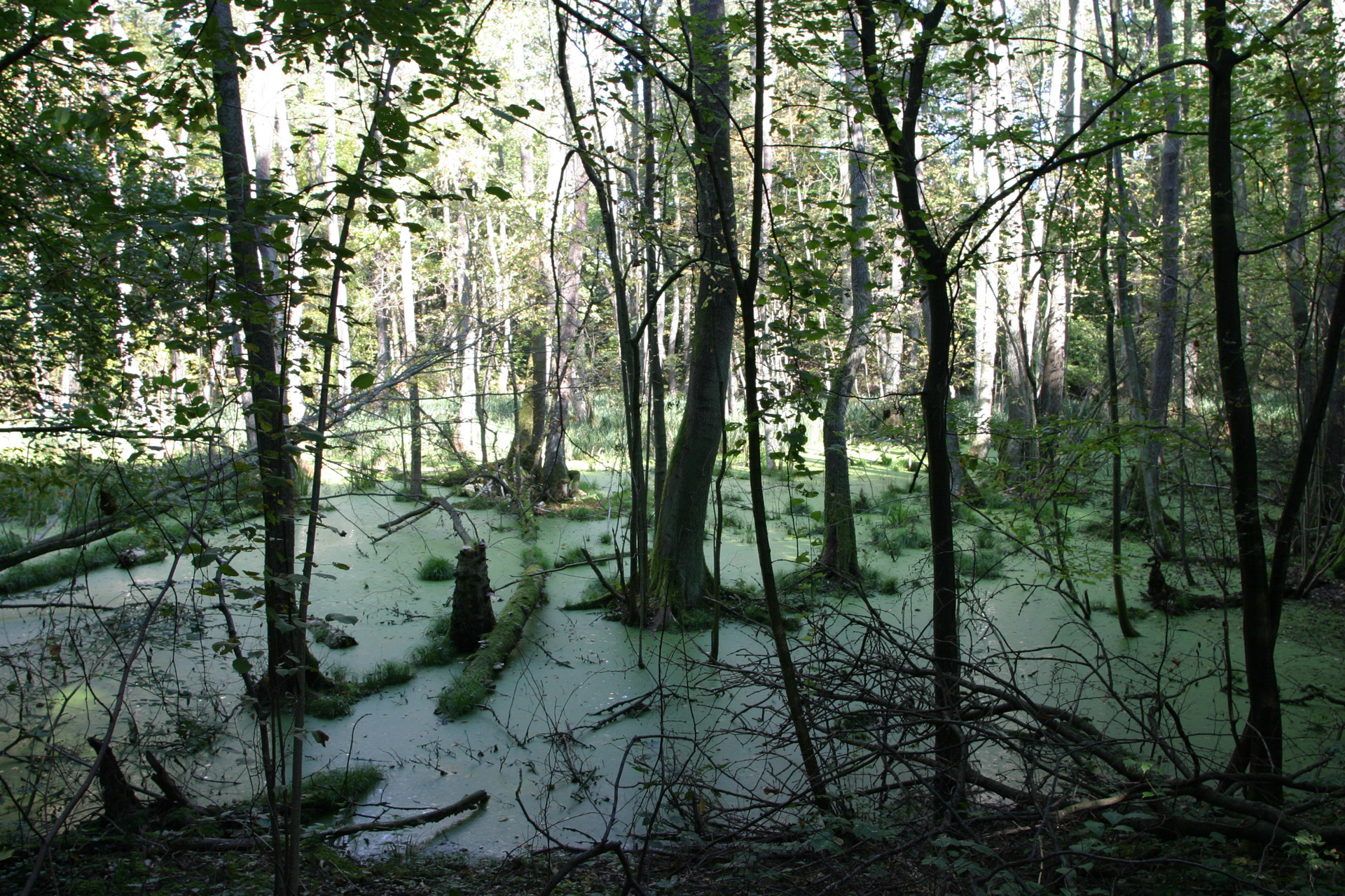 swamp forest sunshine free photo