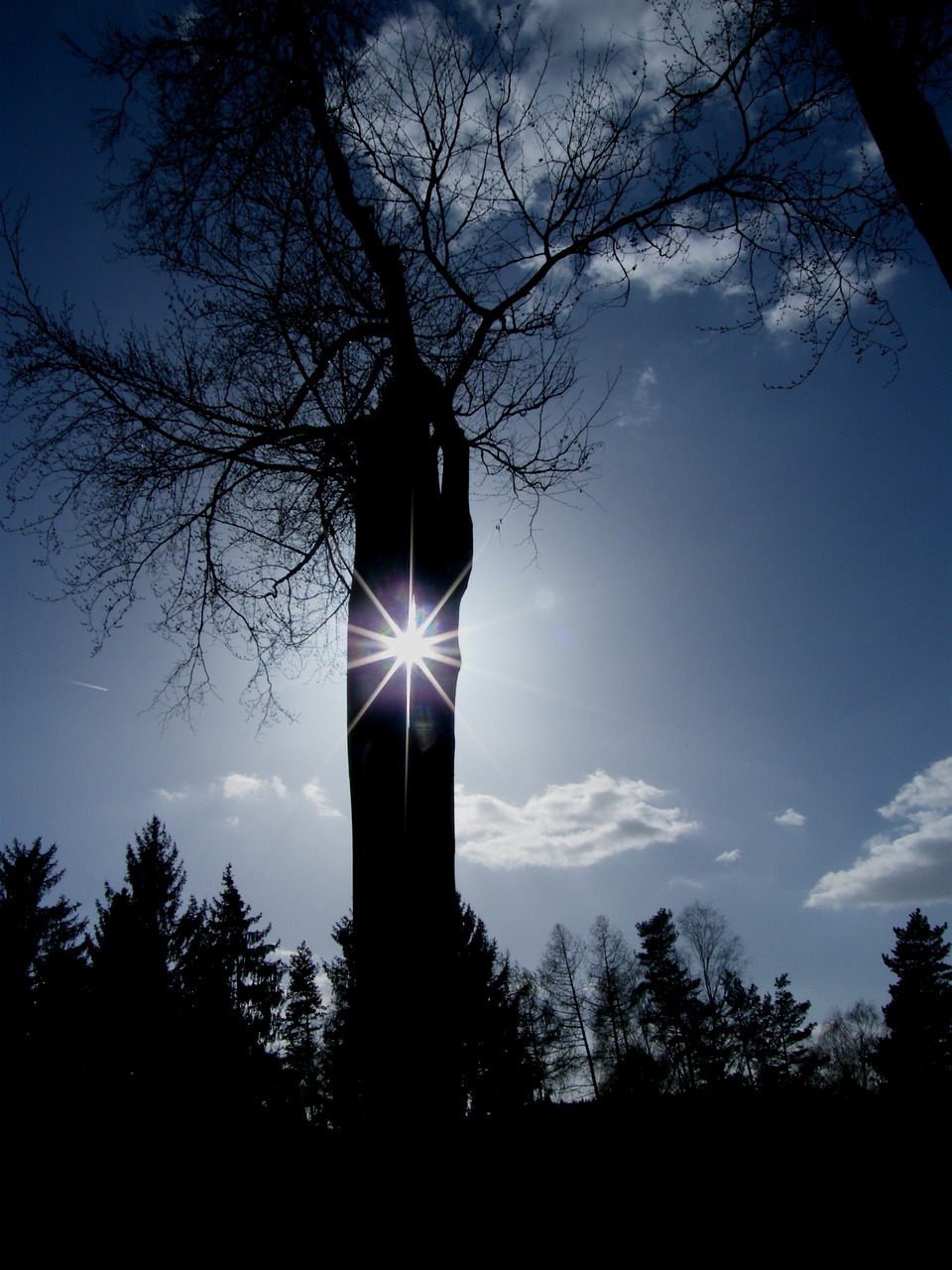 sun tree sky free photo