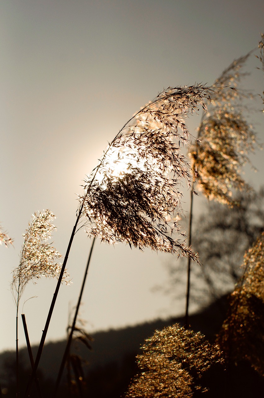 sun abendstimmung romance free photo