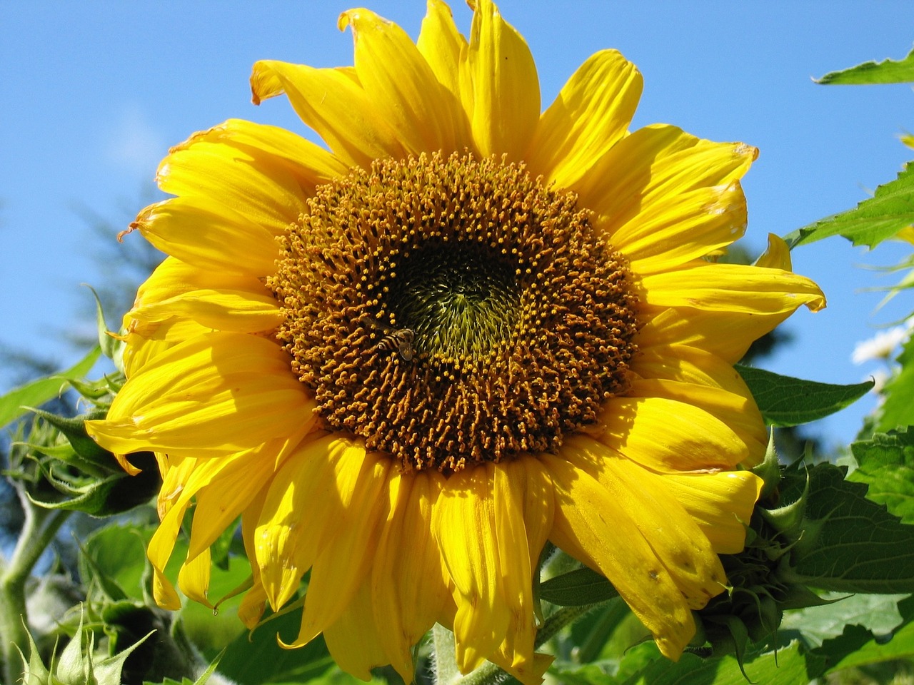 sunflower nature summer free photo