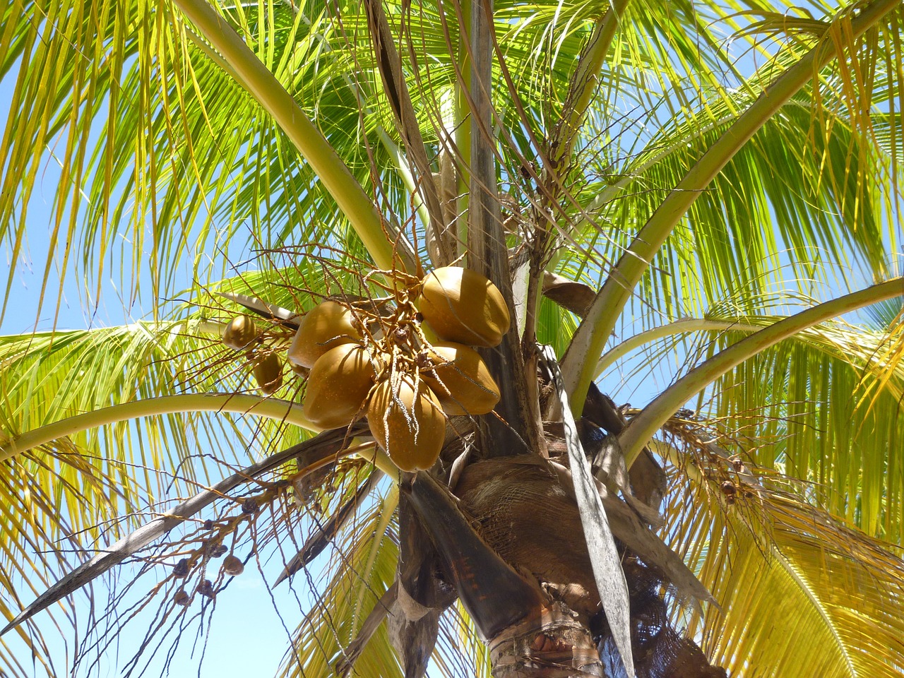 palm coconut caribbean free photo