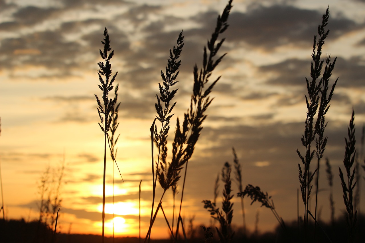 sun sunset evening sky free photo