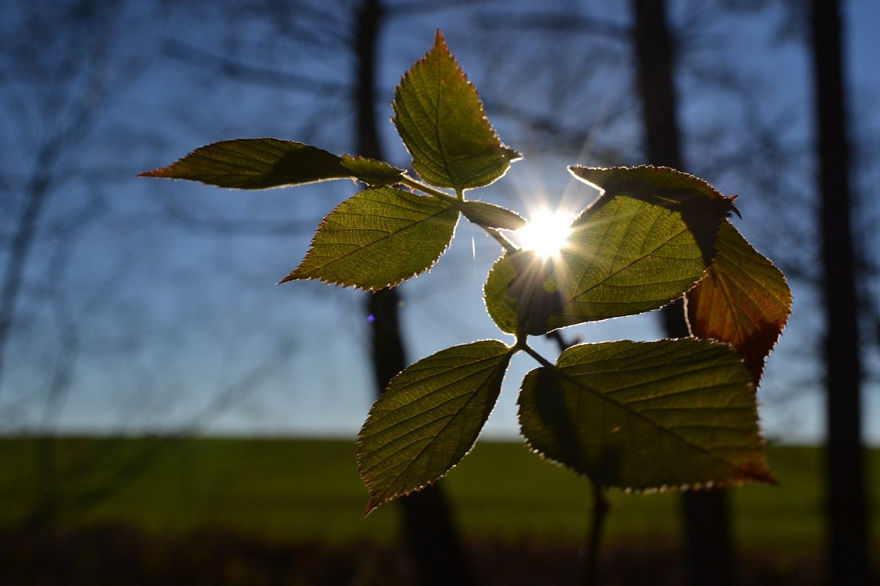 sun foliage branch free photo