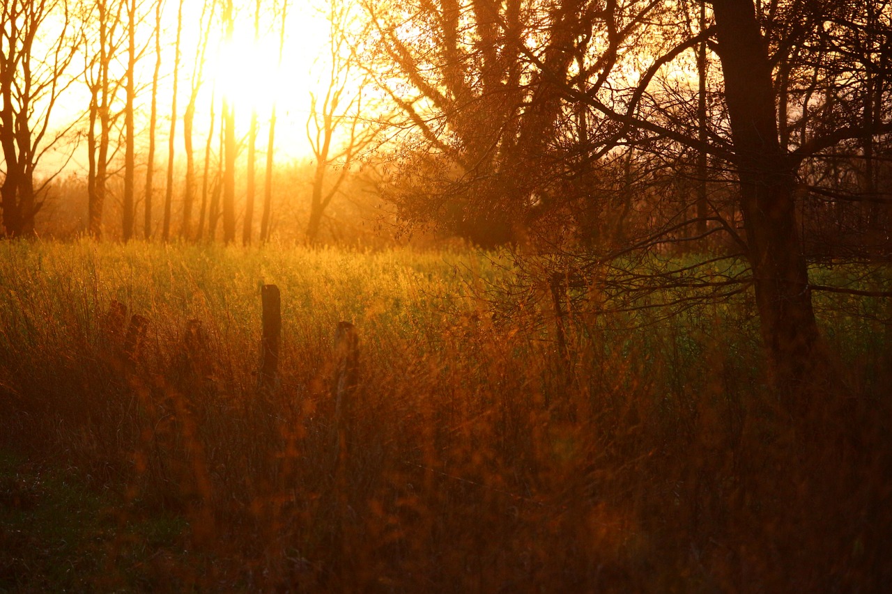 sun evening light abendstimmung free photo
