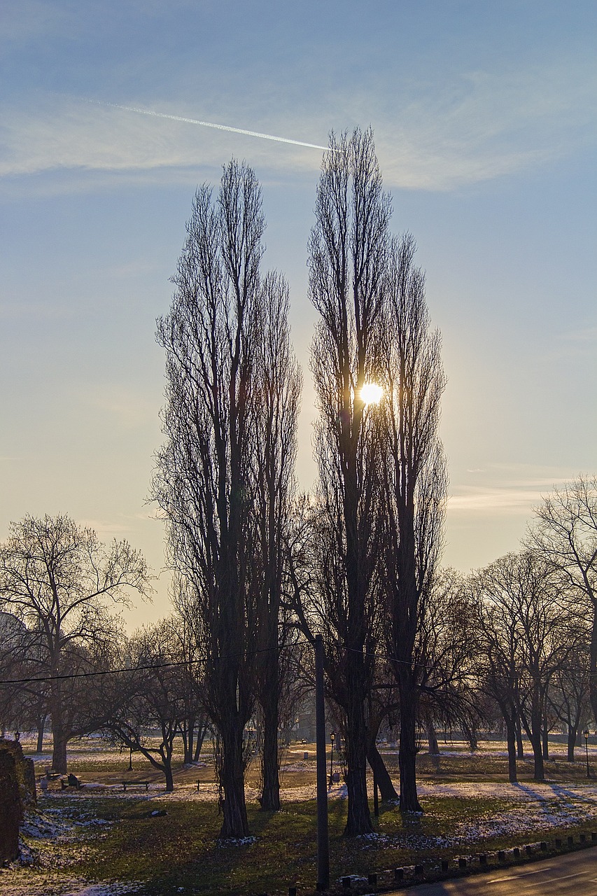 sun afternoon trees free photo