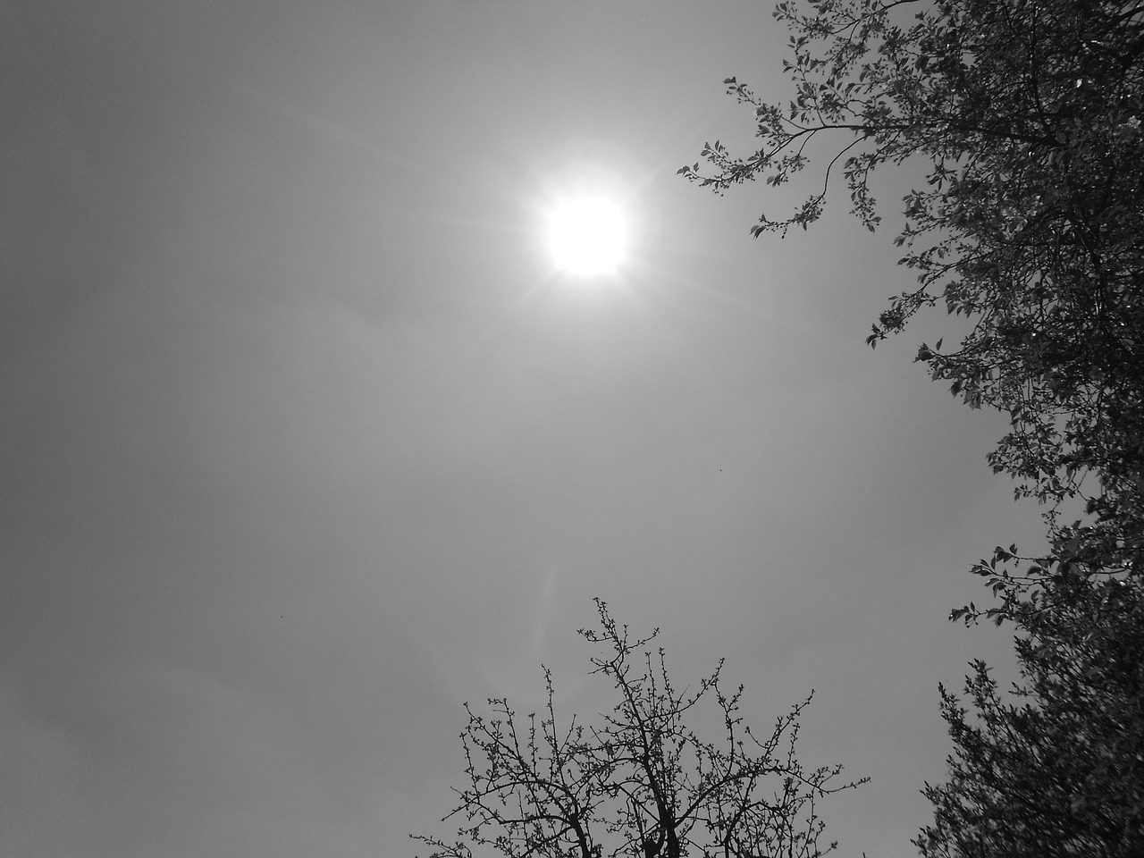 sun black and white recording rays free photo