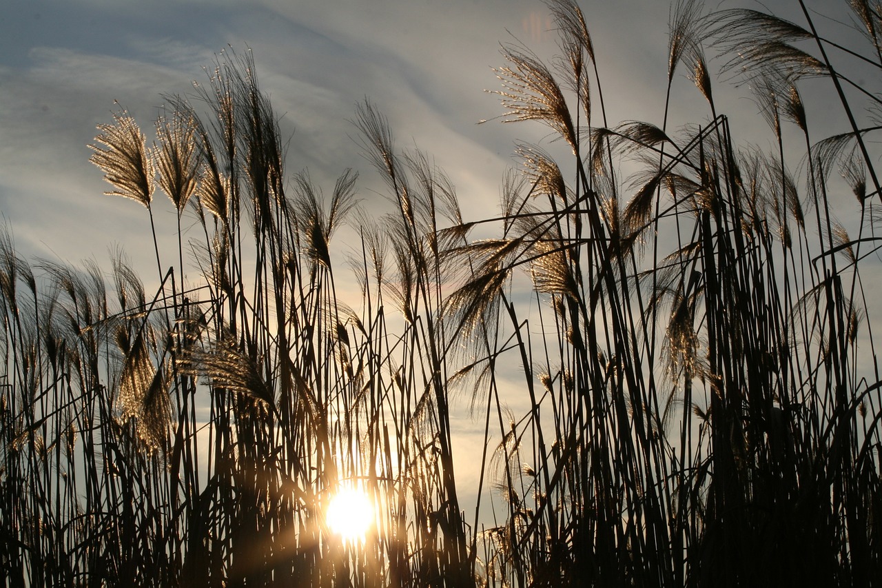 sun nature sea grass free photo