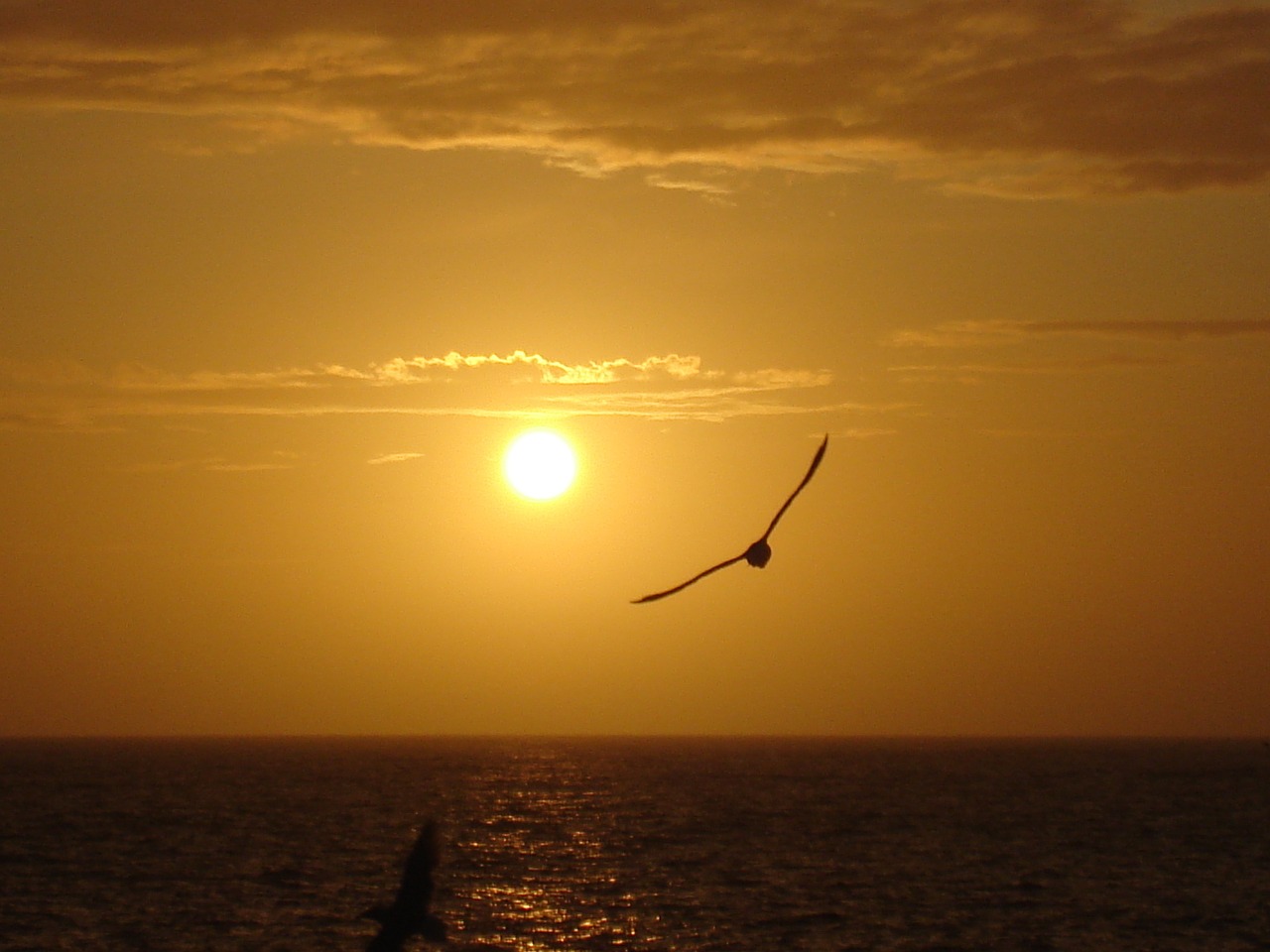 sun bird sea free photo