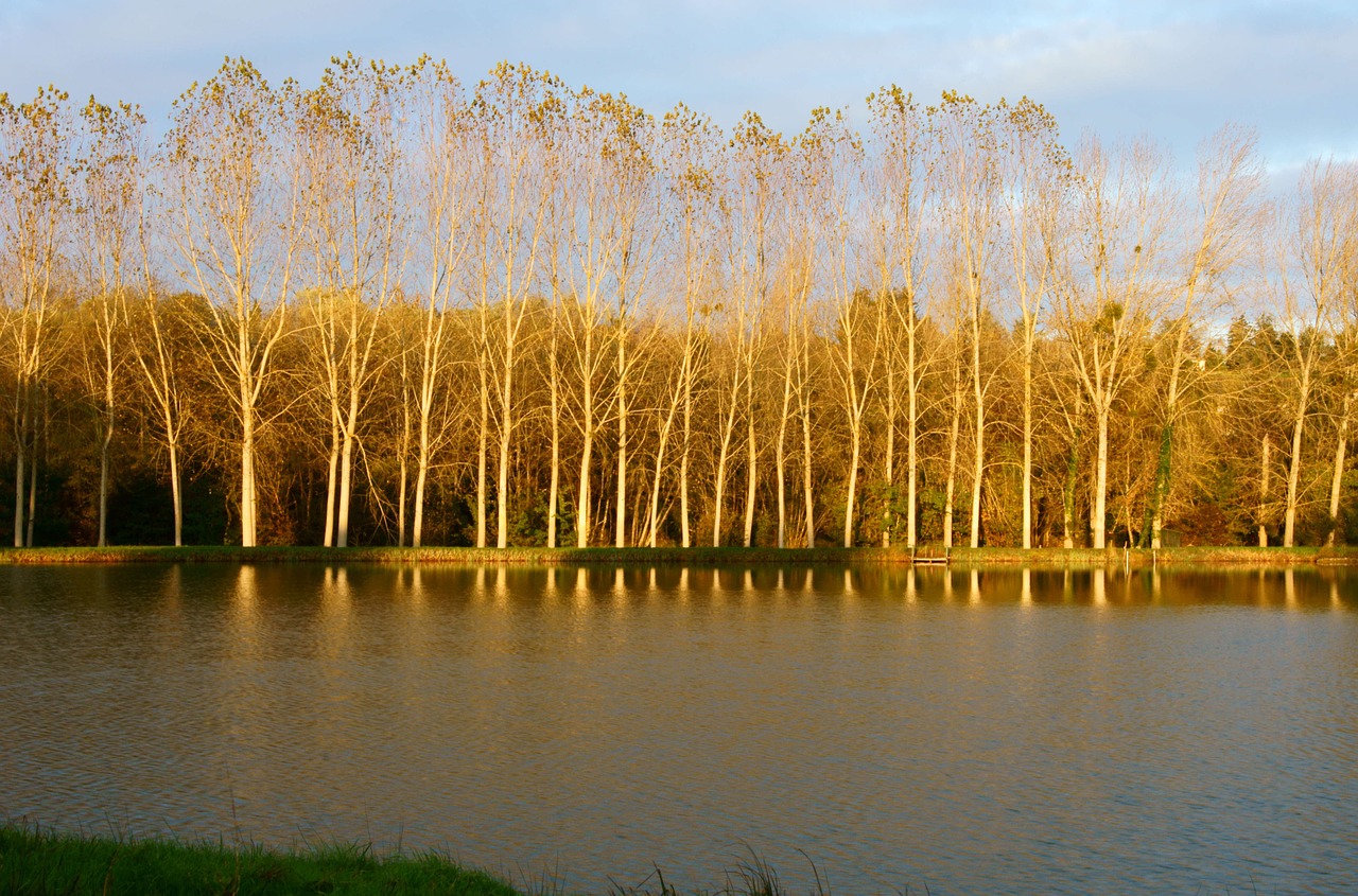 sun sunrise golden hour free photo