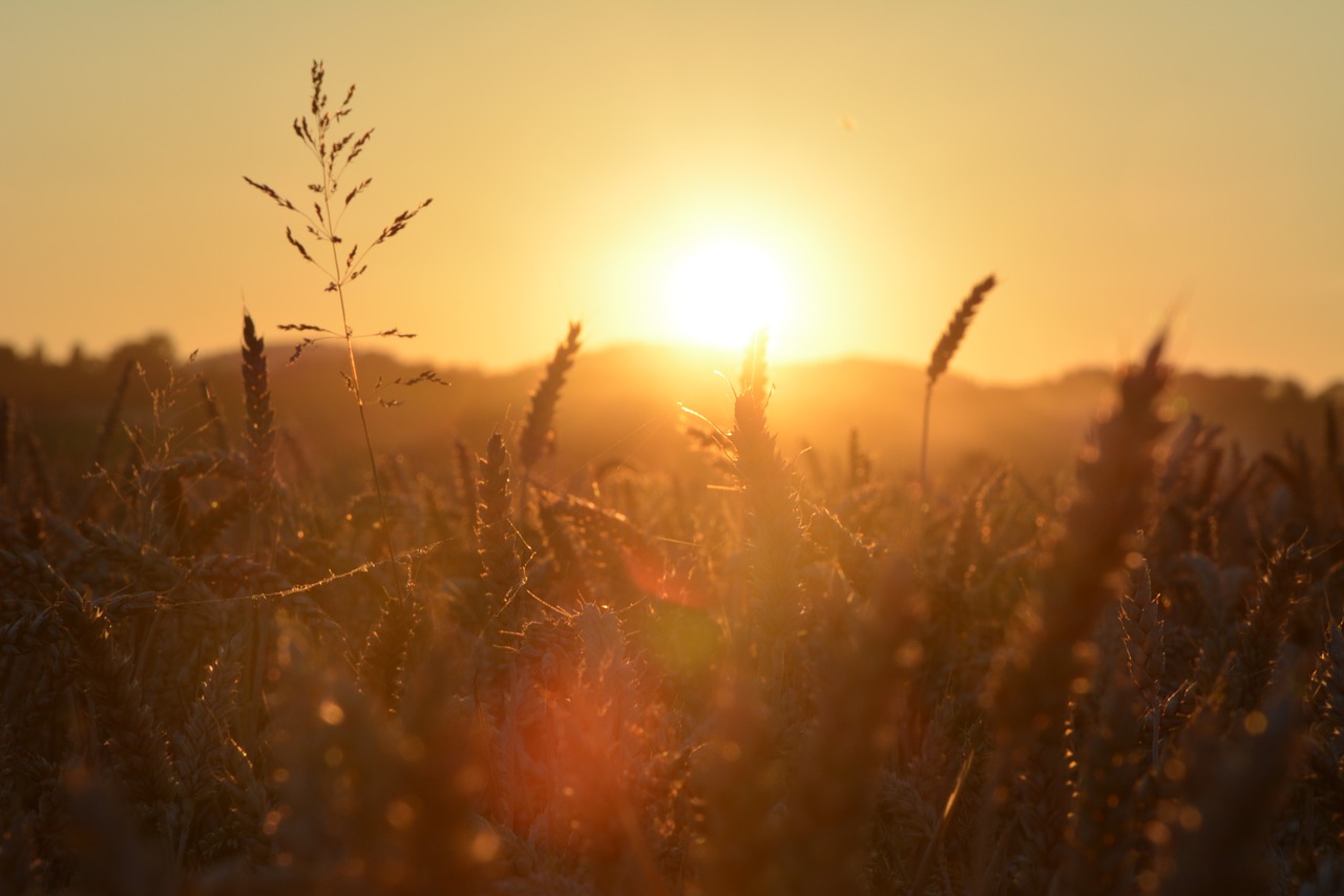 sun field landscape free photo