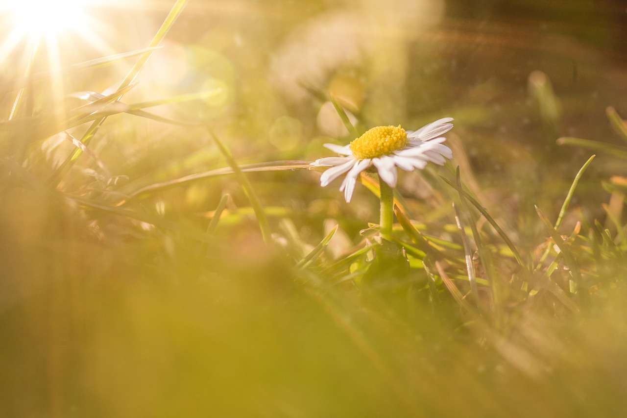 sun flower daisy free photo
