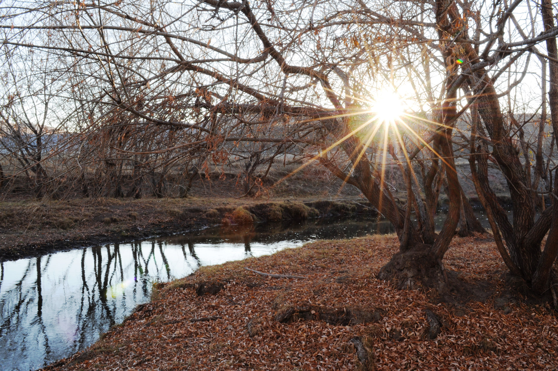 trees water nature free photo