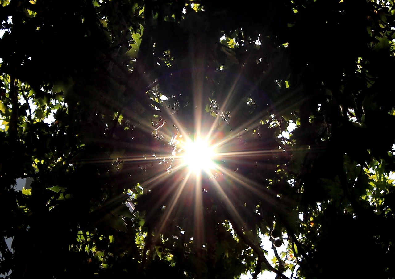 sun sunbeam tree free photo