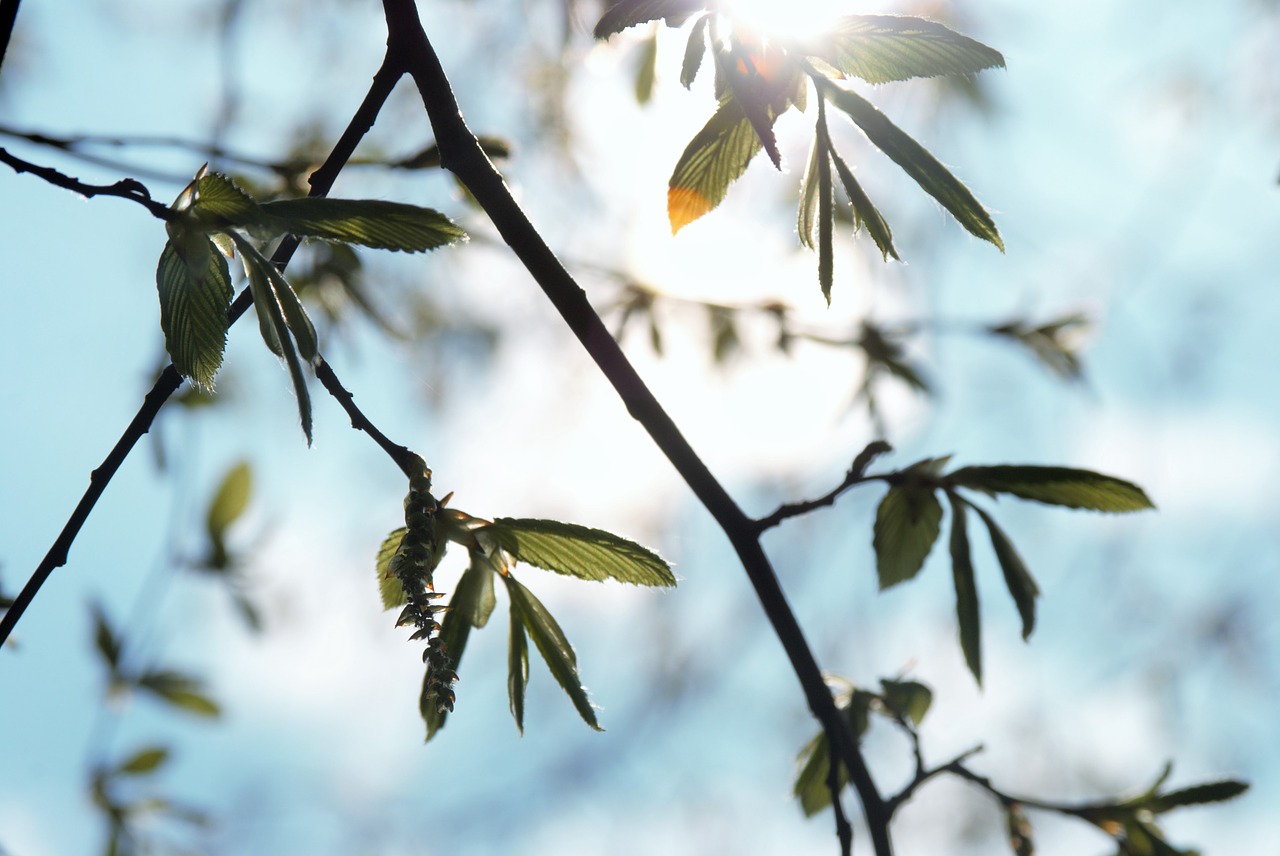 sun spring tree free photo