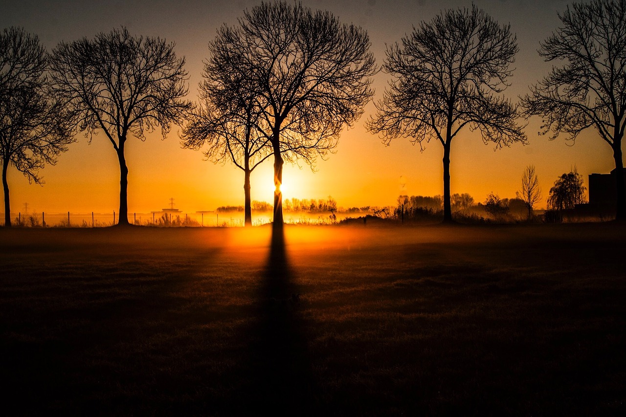 sun morning trees free photo