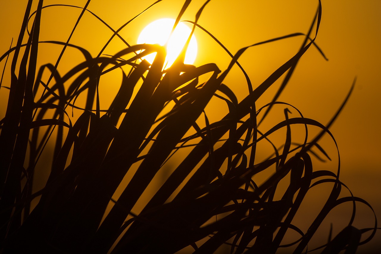 sun sunset grass free photo