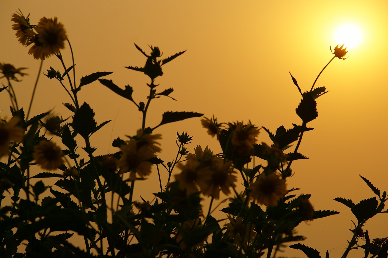 sun flower landscape free photo