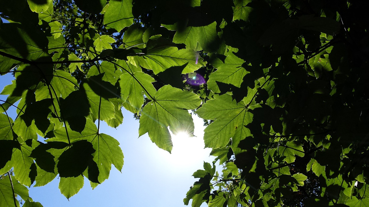 sun flurry maple free photo