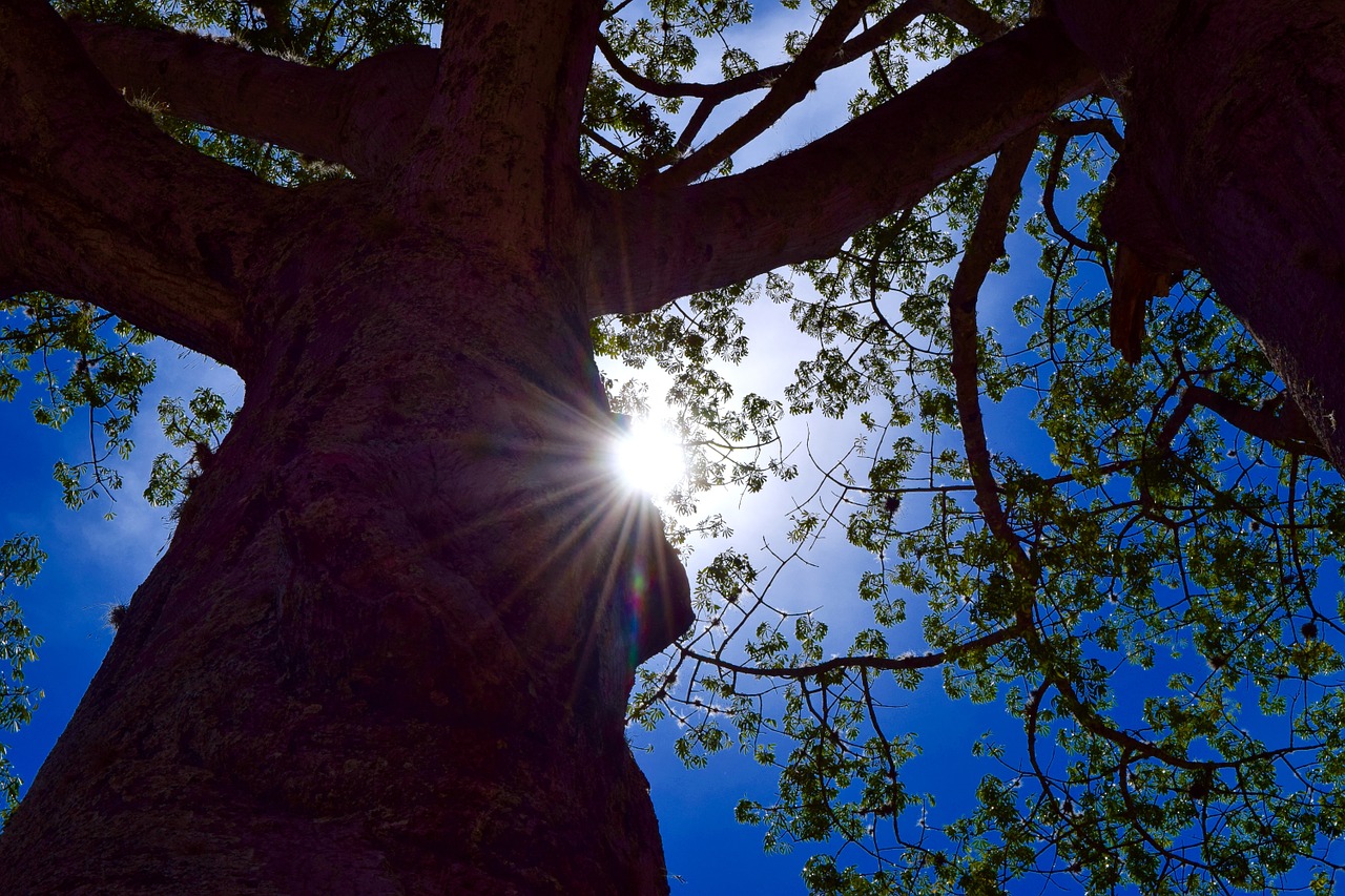 sun tree sunlight free photo