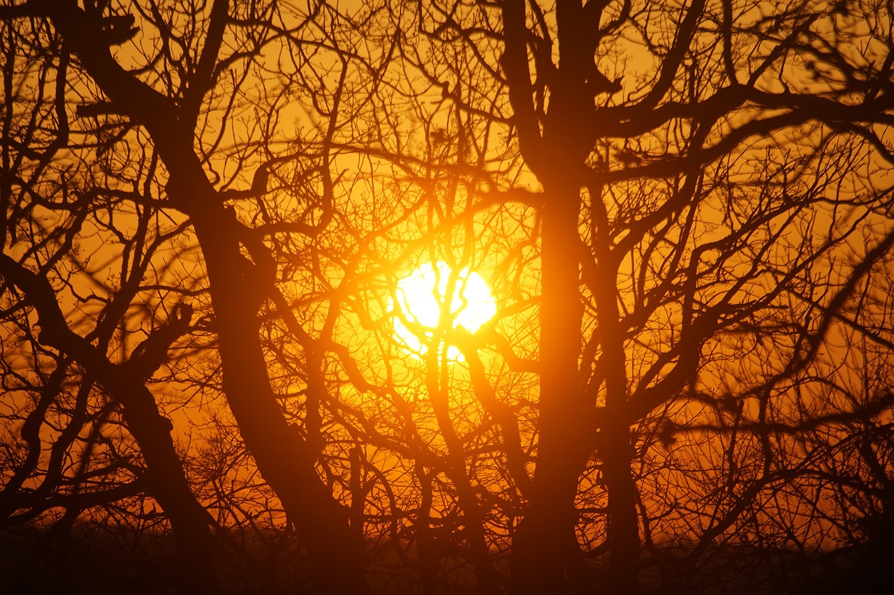 sun sunset trees free photo