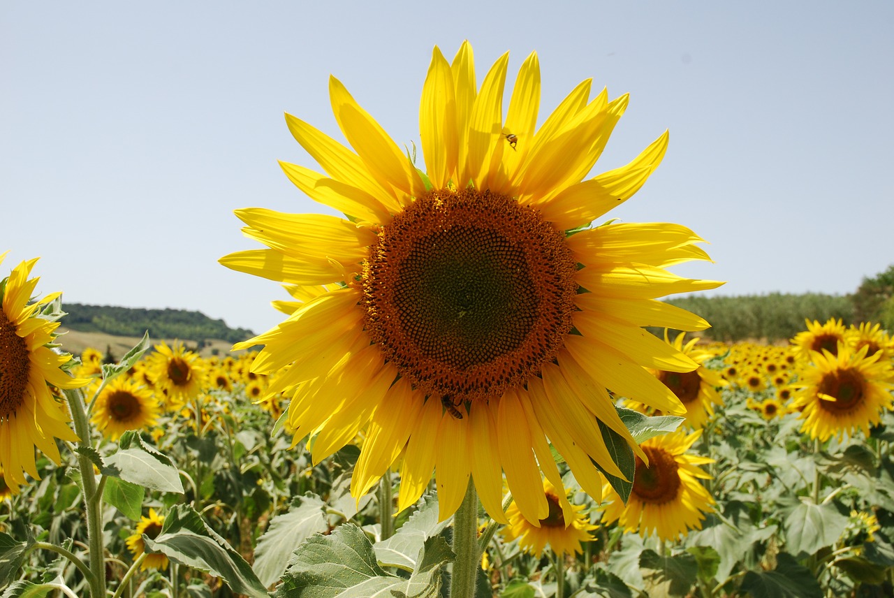 sunflower insect landscape free photo