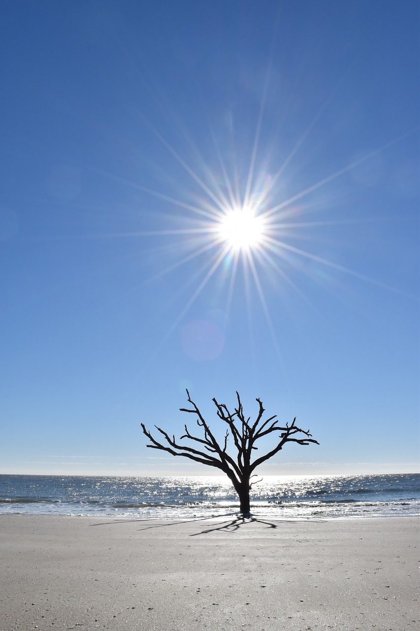 sun tree ocean free photo