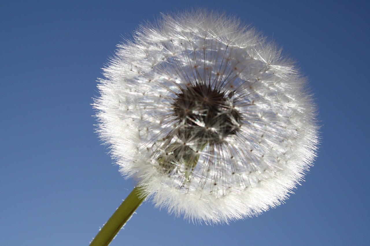 sun sky dandelion free photo