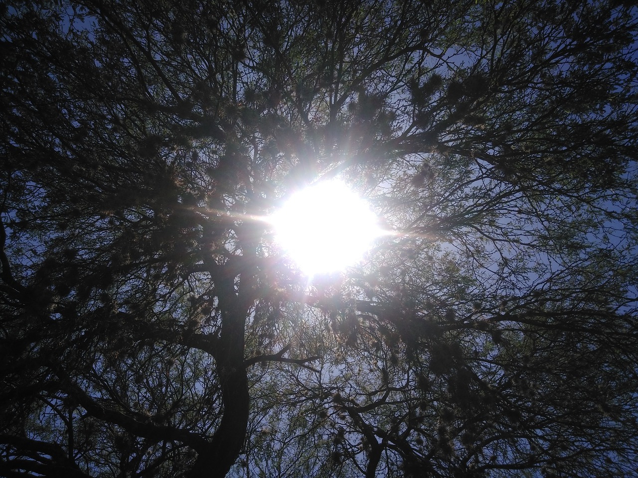 sunlight look up trees free photo