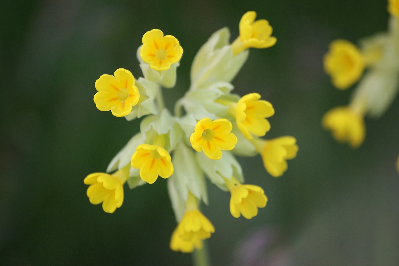 sun nature yellow flowers free photo