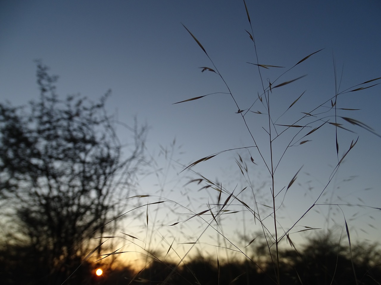 sun morning grass free photo