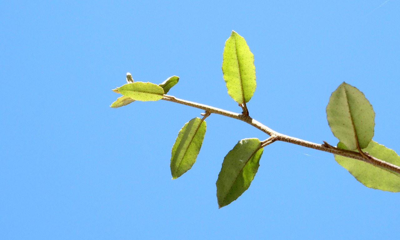 sun branch sunlight free photo