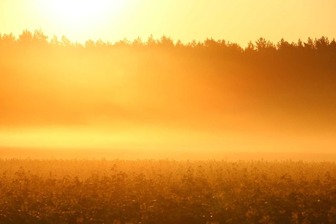 sun fog sunrise free photo